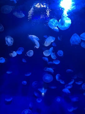 サンシャイン水族館に投稿された画像（2021/8/27）