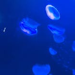 サンシャイン水族館に投稿された画像（2021/8/27）