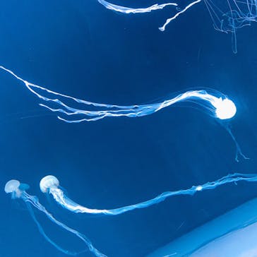 サンシャイン水族館に投稿された画像（2021/8/27）