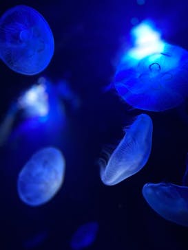 サンシャイン水族館に投稿された画像（2021/8/27）