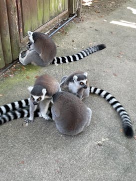 神戸どうぶつ王国に投稿された画像（2021/8/27）