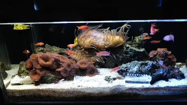 京都水族館に投稿された画像（2021/8/27）