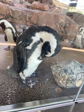 京都水族館に投稿された画像（2021/8/27）