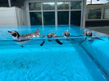 鳥羽水族館に投稿された画像（2021/8/27）