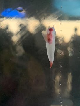 鳥羽水族館に投稿された画像（2021/8/27）