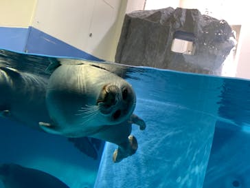 鳥羽水族館に投稿された画像（2021/8/27）