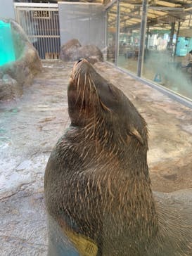 鳥羽水族館に投稿された画像（2021/8/27）