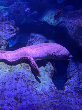 すみだ水族館に投稿された画像（2021/8/28）