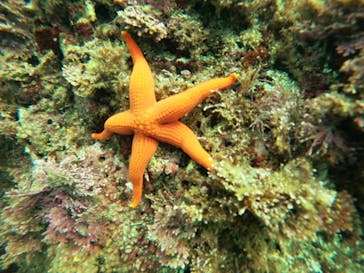 葉山ダイビングサービスに投稿された画像（2021/8/28）