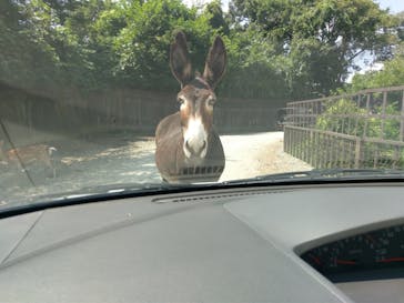 那須サファリパークに投稿された画像（2021/8/28）