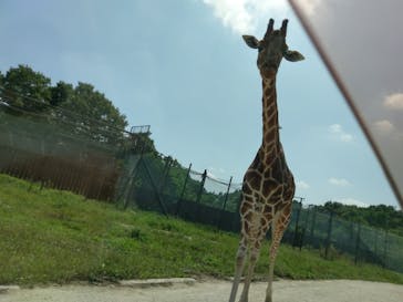 那須サファリパークに投稿された画像（2021/8/28）