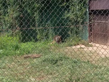 那須サファリパークに投稿された画像（2021/8/28）