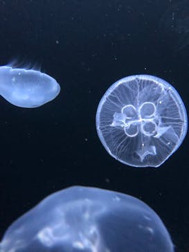 サンシャイン水族館に投稿された画像（2021/8/28）