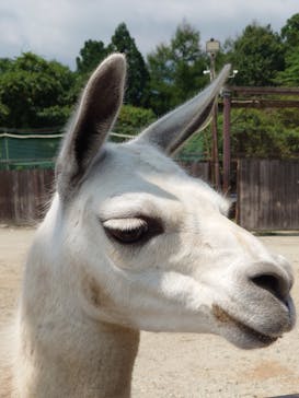 那須サファリパークに投稿された画像（2021/8/28）