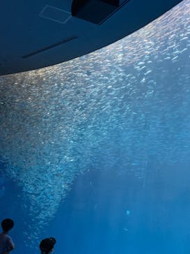 名古屋港水族館に投稿された画像（2021/8/28）