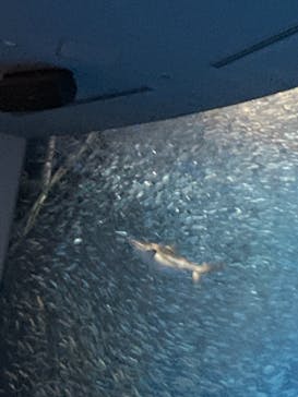 名古屋港水族館に投稿された画像（2021/8/28）