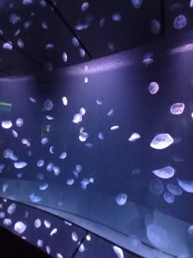 サンシャイン水族館に投稿された画像（2021/8/28）