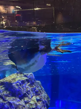 すみだ水族館に投稿された画像（2021/8/28）
