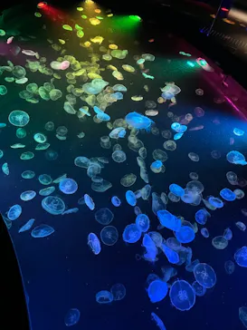 すみだ水族館に投稿された画像（2021/8/28）