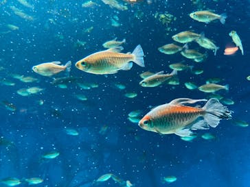 サンシャイン水族館に投稿された画像（2021/8/28）