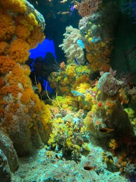 サンシャイン水族館に投稿された画像（2021/8/28）