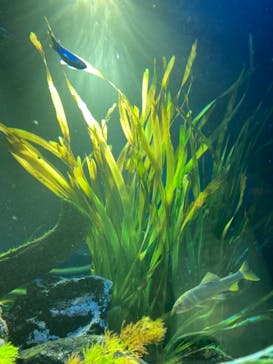 サンシャイン水族館に投稿された画像（2021/8/28）