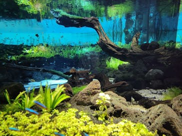 カワスイ 川崎⽔族館に投稿された画像（2021/8/28）