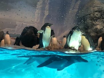 名古屋港水族館に投稿された画像（2021/8/28）