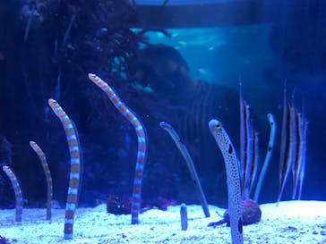 名古屋港水族館に投稿された画像（2021/8/28）