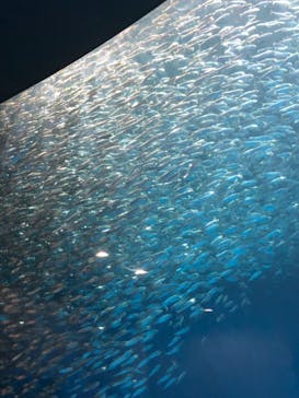 名古屋港水族館に投稿された画像（2021/8/28）