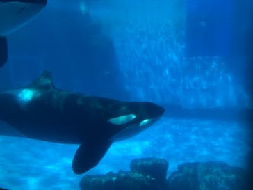 名古屋港水族館に投稿された画像（2021/8/28）