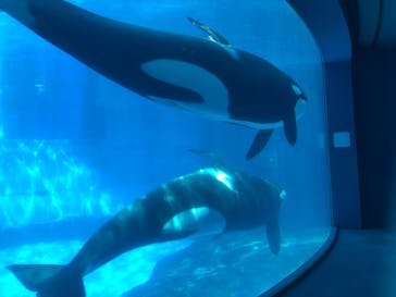 名古屋港水族館に投稿された画像（2021/8/28）