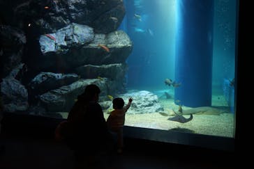 マクセル アクアパーク品川に投稿された画像（2021/8/28）