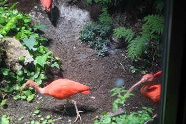 カワスイ 川崎⽔族館に投稿された画像（2021/8/8）