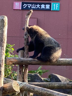 のぼりべつクマ牧場に投稿された画像（2021/8/28）