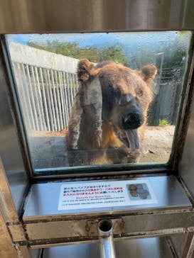 のぼりべつクマ牧場に投稿された画像（2021/8/28）
