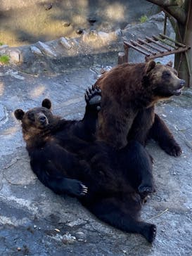 のぼりべつクマ牧場に投稿された画像（2021/8/28）