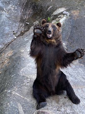 のぼりべつクマ牧場に投稿された画像（2021/8/28）