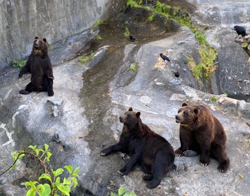 のぼりべつクマ牧場に投稿された画像（2021/8/28）