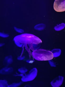 島根県立 しまね海洋館に投稿された画像（2021/8/28）