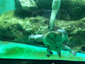 天王寺動物園に投稿された画像（2021/8/28）