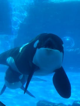 名古屋港水族館に投稿された画像（2021/8/28）