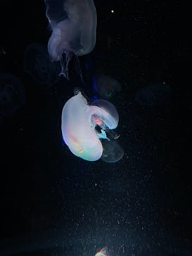 京都水族館に投稿された画像（2021/8/28）