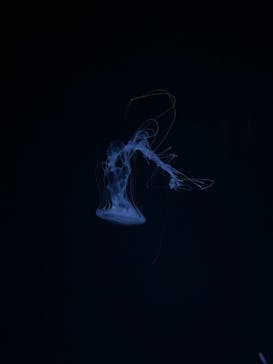 京都水族館に投稿された画像（2021/8/28）