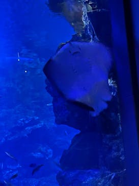 京都水族館に投稿された画像（2021/8/28）