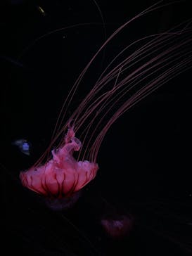 京都水族館に投稿された画像（2021/8/28）