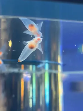 横浜・八景島シーパラダイスに投稿された画像（2021/8/28）