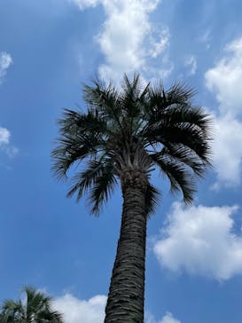 よみうりランド 遊園地に投稿された画像（2021/8/28）