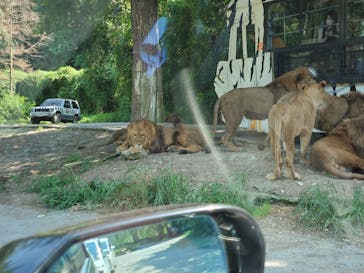 群馬サファリパークに投稿された画像（2021/8/28）
