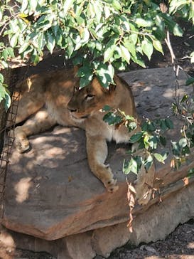群馬サファリパークに投稿された画像（2021/8/28）